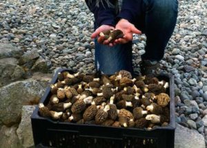 Photo caisse de champignons