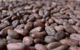 Image fèves de cacao