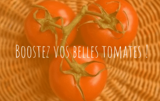 Images article blog tomates